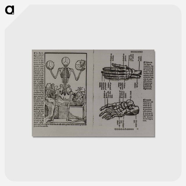 アートポストカード-Skeletal Structure of the Human Body
 - 国立医学図書館 Postcard.