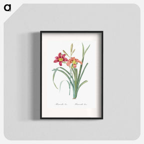 アートポスター-Orange day lily illustration - ピエール ジョゼフ ルドゥーテ Poster.