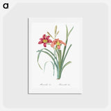 アートポストカード-Orange day lily illustration - ピエール ジョゼフ ルドゥーテ Postcard.