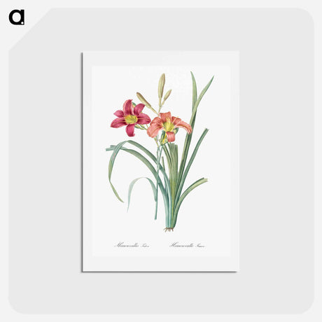 アートポストカード-Orange day lily illustration - ピエール ジョゼフ ルドゥーテ Postcard.
