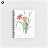 Orange day lily illustration - ピエール ジョゼフ ルドゥーテ Memo.