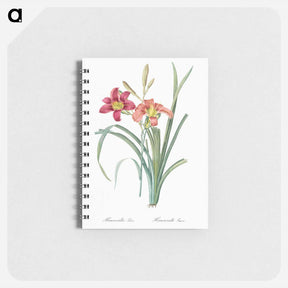 アートメモ帳-Orange day lily illustration - ピエール ジョゼフ ルドゥーテ Memo.