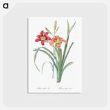 アートポストカード-Orange day lily illustration - ピエール ジョゼフ ルドゥーテ Postcard.