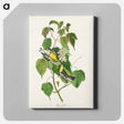 アートパネル-Hemlock Warbler from Birds of America
 - アメリカの鳥たち Canvas.