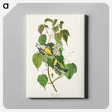 アートパネル-Hemlock Warbler from Birds of America
 - アメリカの鳥たち Canvas.