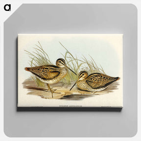 アートパネル-New Holland Snipe
 - オーストラリアの鳥 Canvas.