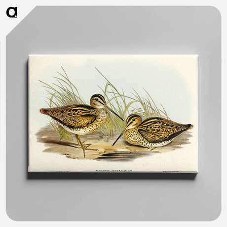 アートパネル-New Holland Snipe
 - オーストラリアの鳥 Canvas.