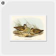 アートポストカード-New Holland Snipe
 - オーストラリアの鳥 Postcard.