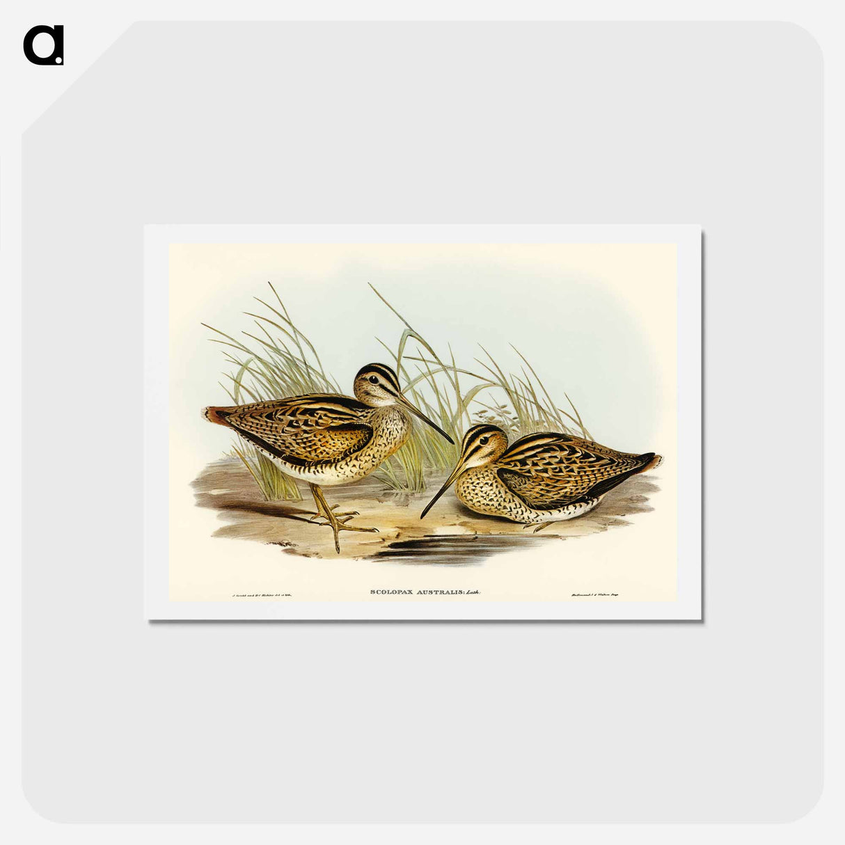 アートポストカード-New Holland Snipe
 - オーストラリアの鳥 Postcard.