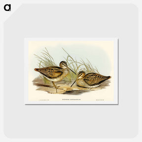 アートポストカード-New Holland Snipe
 - オーストラリアの鳥 Postcard.