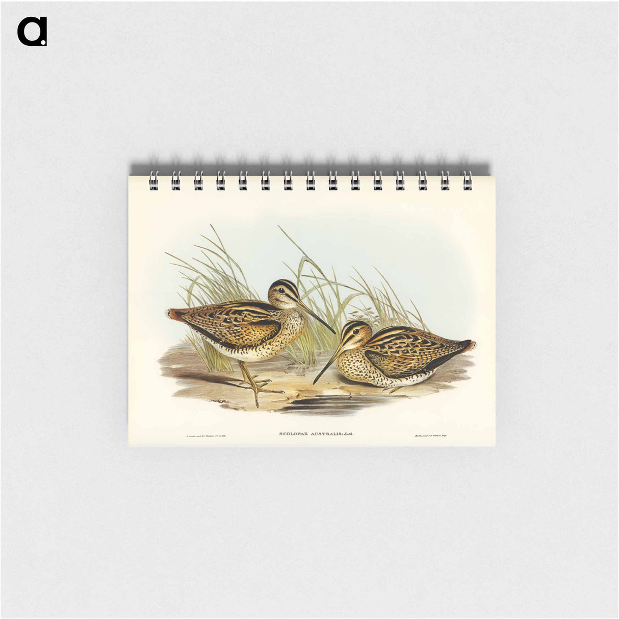 アートメモ帳-New Holland Snipe
 - オーストラリアの鳥 Memo.