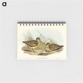 アートメモ帳-New Holland Snipe
 - オーストラリアの鳥 Memo.