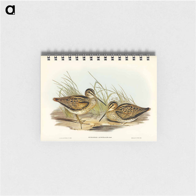 アートメモ帳-New Holland Snipe
 - オーストラリアの鳥 Memo.