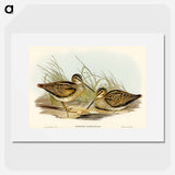 アートポスター-New Holland Snipe
 - オーストラリアの鳥 Poster.