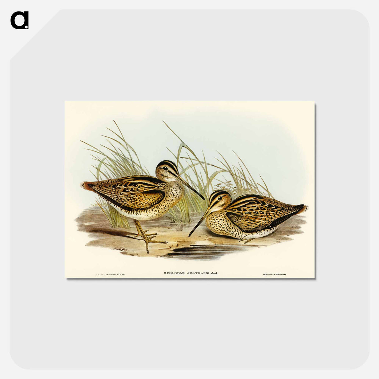 アートポストカード-New Holland Snipe
 - オーストラリアの鳥 Postcard.