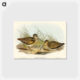 アートポストカード-New Holland Snipe
 - オーストラリアの鳥 Postcard.