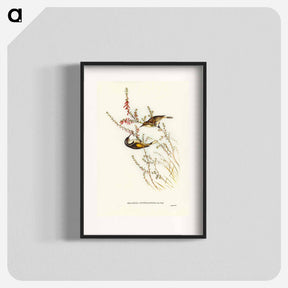 アートポスター-Tasmanian Honey-eater
 - ジョン グールド Poster.