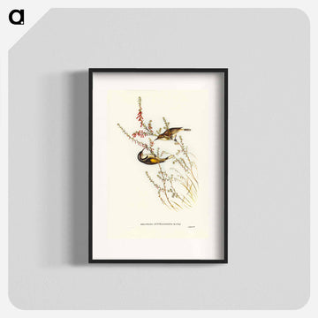 Tasmanian Honey-eater
 - ジョン グールド Poster.