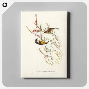 アートパネル-Tasmanian Honey-eater
 - ジョン グールド Canvas.
