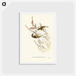 アートポストカード-Tasmanian Honey-eater
 - ジョン グールド Postcard.