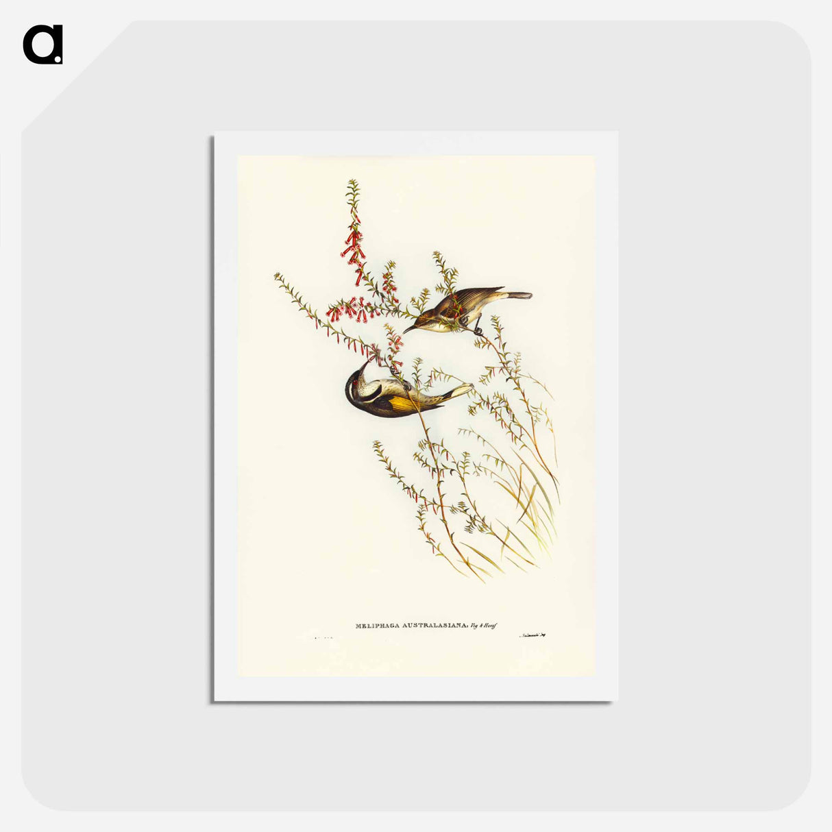 アートポストカード-Tasmanian Honey-eater
 - ジョン グールド Postcard.