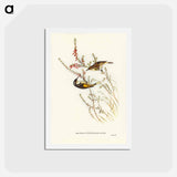 アートポストカード-Tasmanian Honey-eater
 - ジョン グールド Postcard.