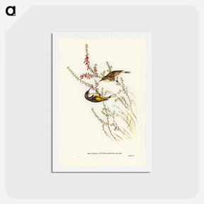 アートポストカード-Tasmanian Honey-eater
 - ジョン グールド Postcard.