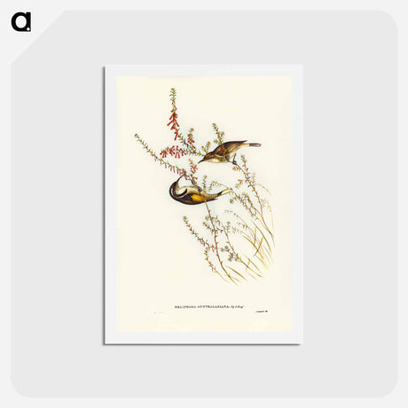 アートポストカード-Tasmanian Honey-eater
 - ジョン グールド Postcard.