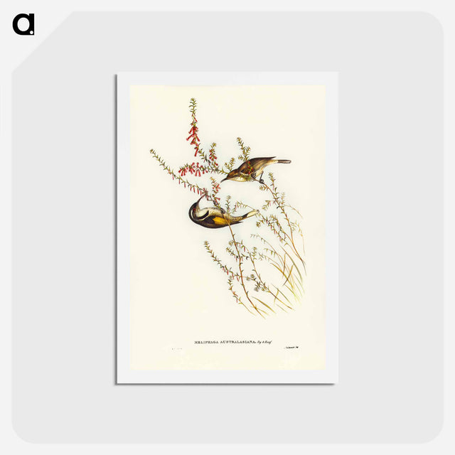 アートポストカード-Tasmanian Honey-eater
 - ジョン グールド Postcard.