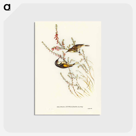 アートポストカード-Tasmanian Honey-eater
 - ジョン グールド Postcard.