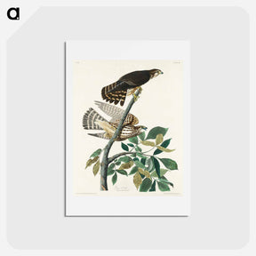 アートポストカード-Pigeon Hawk
 - ジョン ジェームス オーデュボン Postcard.