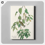 アートパネル-Autumnal Warbler from Birds of America
 - アメリカの鳥たち Canvas.