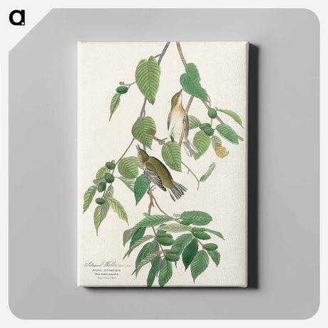 アートパネル-Autumnal Warbler from Birds of America
 - アメリカの鳥たち Canvas.