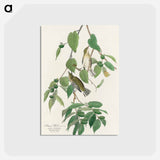 アートポストカード-Autumnal Warbler from Birds of America
 - アメリカの鳥たち Postcard.