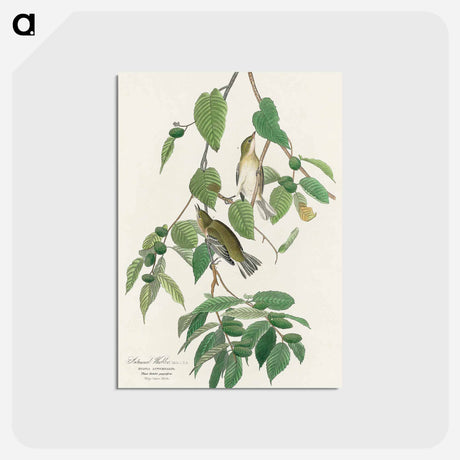 アートポストカード-Autumnal Warbler from Birds of America
 - アメリカの鳥たち Postcard.