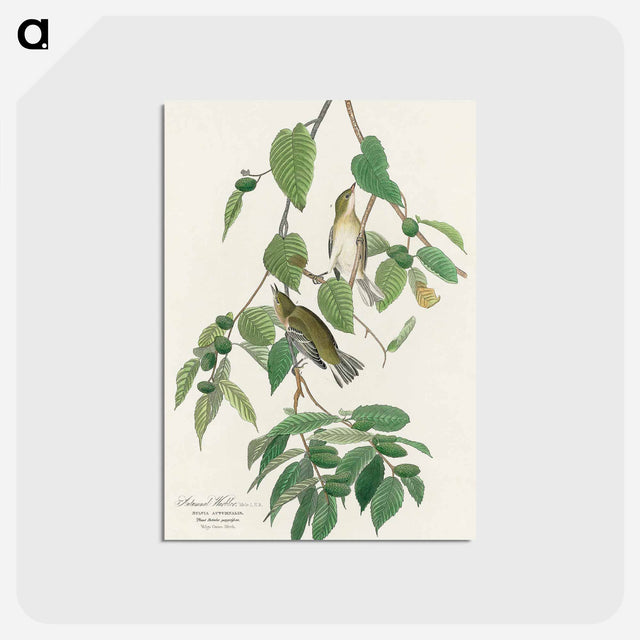アートポストカード-Autumnal Warbler from Birds of America
 - アメリカの鳥たち Postcard.