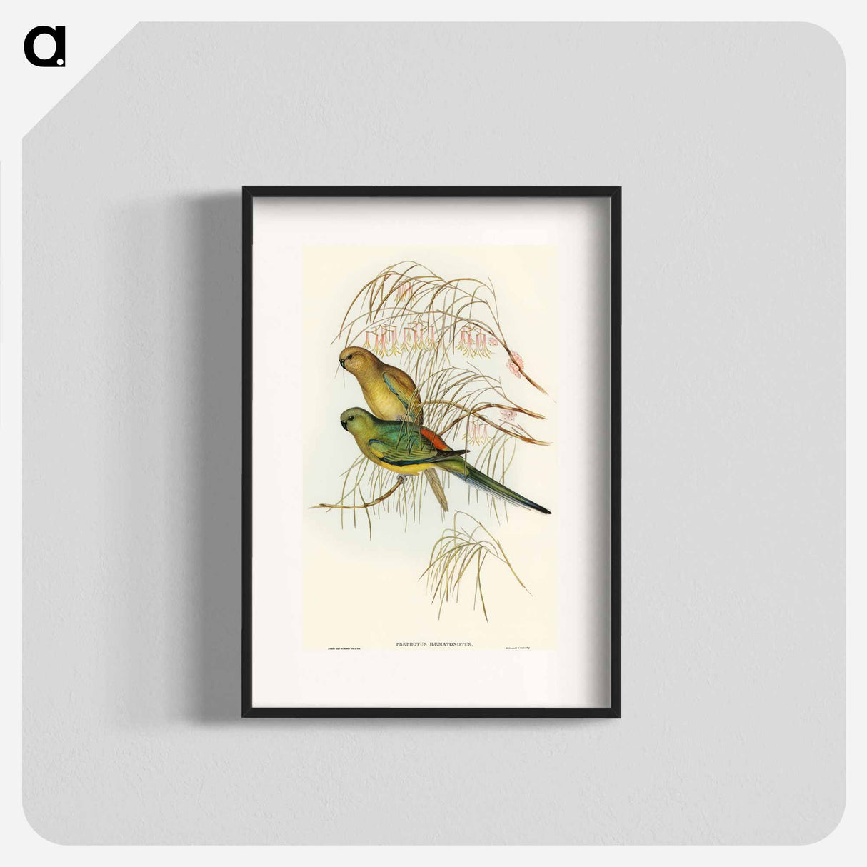 Red-backed Parakeet
 - オーストラリアの鳥 Poster.