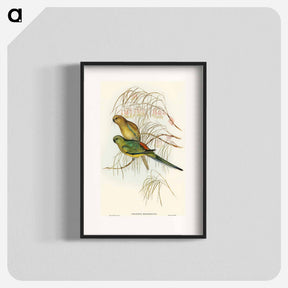 アートポスター-Red-backed Parakeet
 - オーストラリアの鳥 Poster.