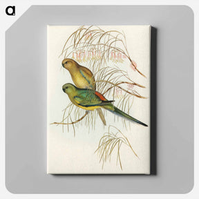 アートパネル-Red-backed Parakeet
 - オーストラリアの鳥 Canvas.