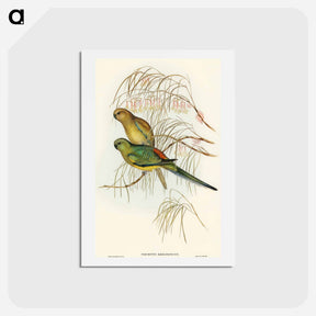 アートポストカード-Red-backed Parakeet
 - オーストラリアの鳥 Postcard.
