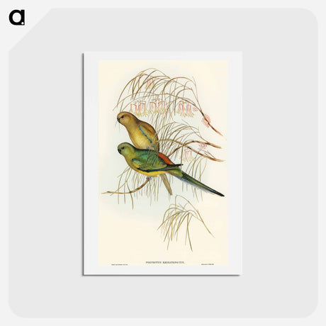 アートポストカード-Red-backed Parakeet
 - オーストラリアの鳥 Postcard.