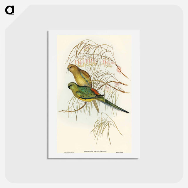 アートポストカード-Red-backed Parakeet
 - オーストラリアの鳥 Postcard.