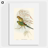 Red-backed Parakeet
 - オーストラリアの鳥 Poster.