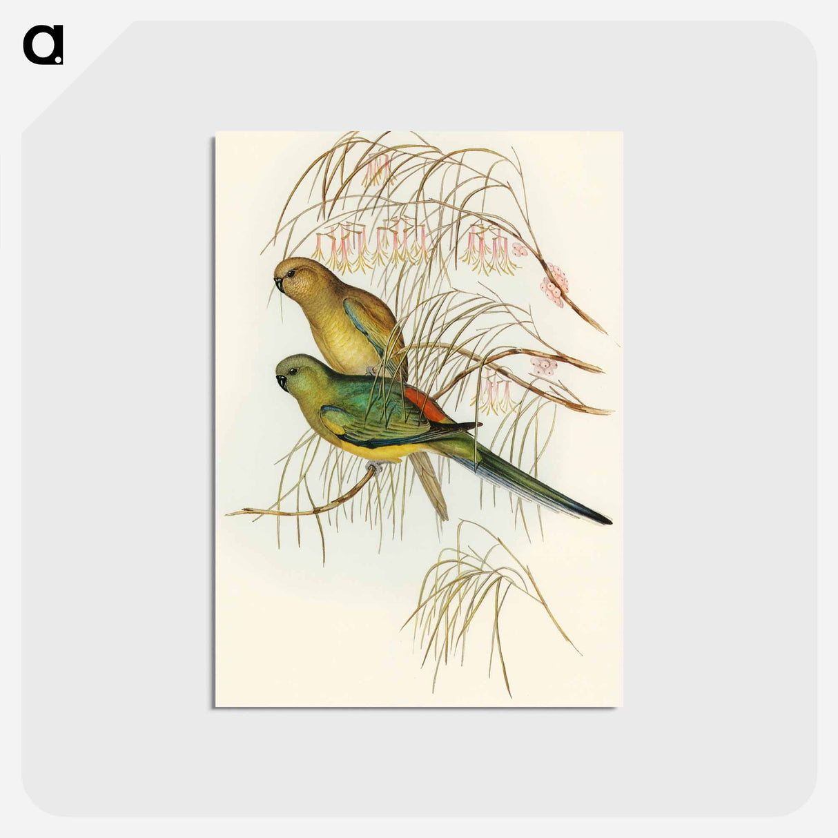 アートポストカード-Red-backed Parakeet
 - オーストラリアの鳥 Postcard.