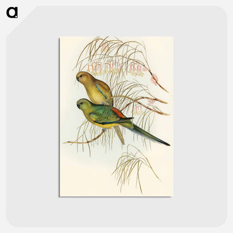 アートポストカード-Red-backed Parakeet
 - オーストラリアの鳥 Postcard.
