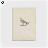 アートポストカード-Cleveland Museum of Art
 - クリーブランド美術館 Postcard.