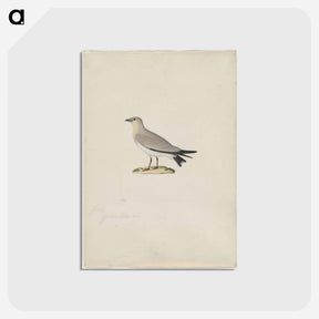 アートポストカード-Cleveland Museum of Art
 - クリーブランド美術館 Postcard.