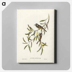 アートパネル-White-fronted Honey-eater
 - ジョン グールド Canvas.