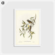 アートポストカード-White-fronted Honey-eater
 - ジョン グールド Postcard.
