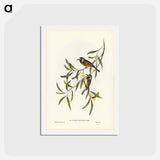 アートポストカード-White-fronted Honey-eater
 - ジョン グールド Postcard.